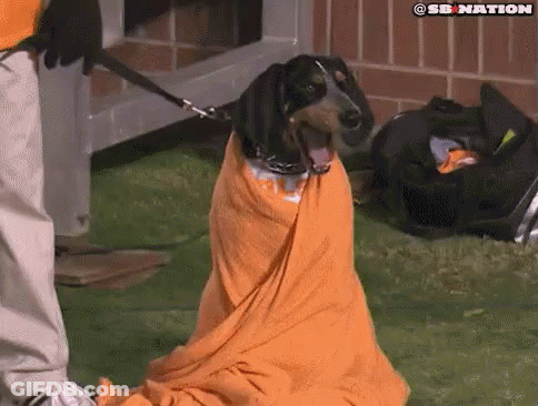 Dachshund Wrapped In Orange Blanket Sitting On Grass GIF