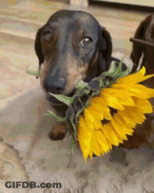 Dachshunds Flowers For You Good Morning Puppy GIF