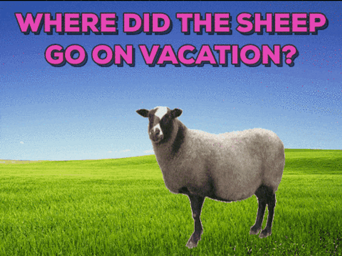 Dad Joke Sheep On Vacation Meme GIF