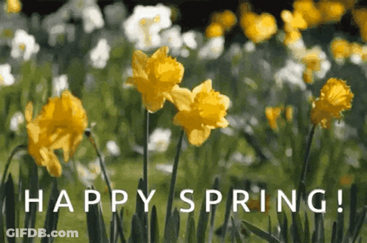 Daffodils Spring Flowers GIF