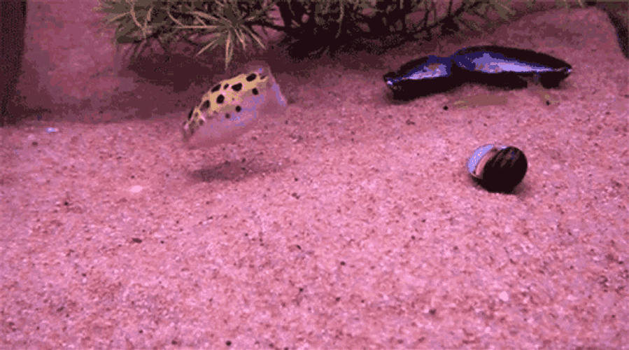 Dahliabunni GIF