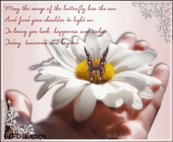 Daisy Butterfly Have Wonderful Day GIF