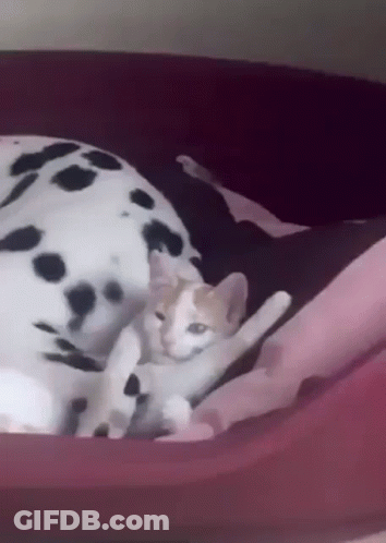 Dalmatian Dog And Kitten Sleeping In Bed GIF