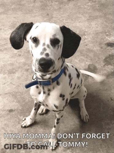 Dalmatian Dog Blue Collar Hiya Momma Don't Forget To Call Tommy GIF
