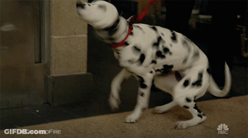 Dalmatian Dog On Leash With NBC Logo GIF