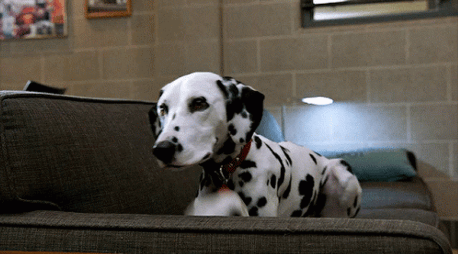 Dalmatian Dog On The Couch GIF