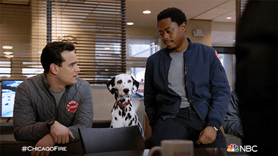 Dalmatian Doggo Is Curious GIF