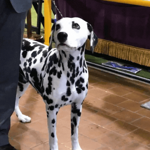 Dalmatian Looking Around GIF