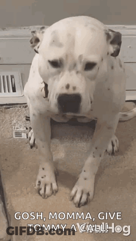 Dalmatian On Carpet Saying Gosh Momma Give Tommy A Call Hog GIF