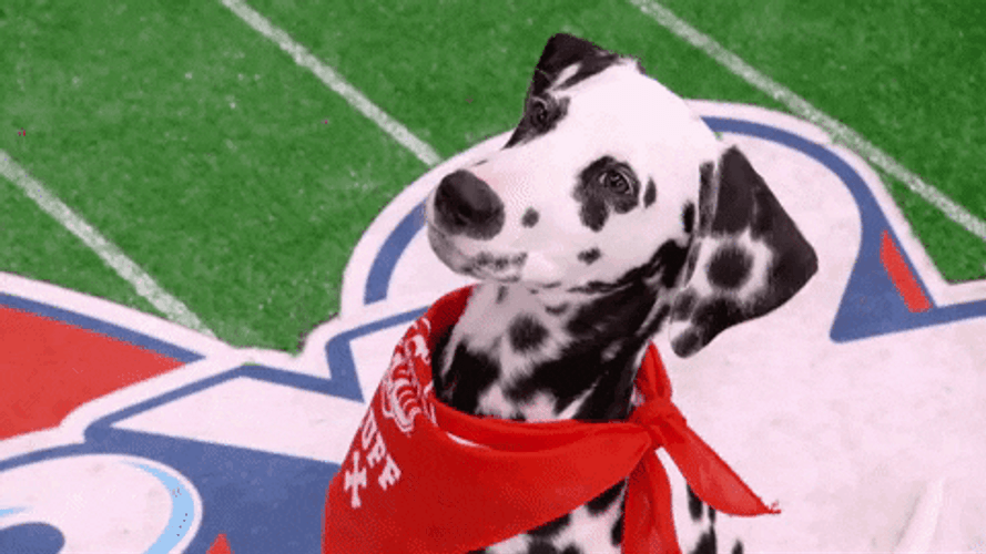 Dalmatian Puppy Bowl GIF