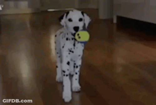 Dalmatian Puppy Playing With Tennis Ball GIF