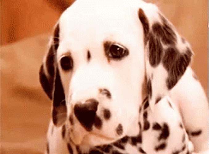 Dalmatian Puppy Sad Sigh GIF