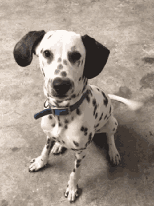 Dalmatian Puppy Wiggling Tail GIF