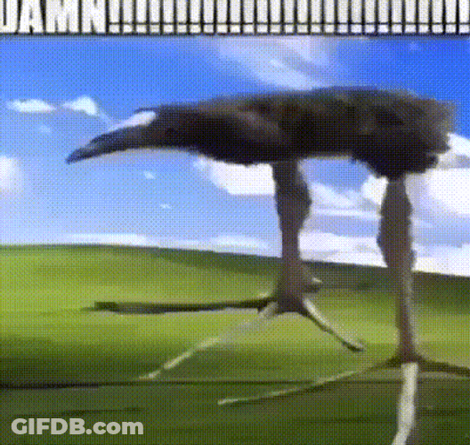 Damn Meme Common Ostrich GIF