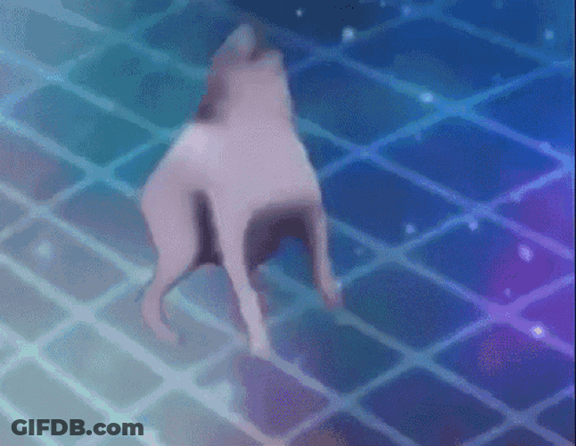 Dance Dog GIF