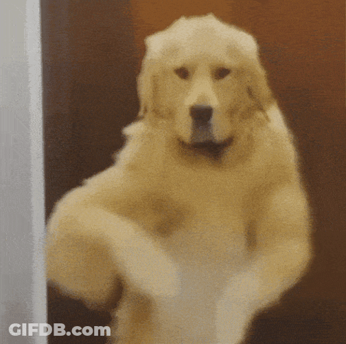 Dance Golden Retriever GIF