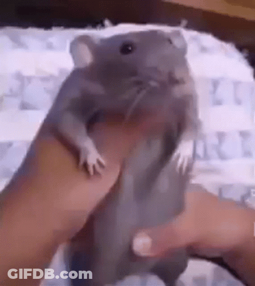 Dance Meme Funny Rat Grooving GIF