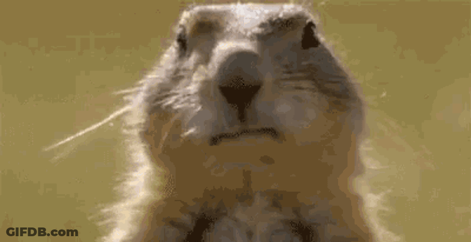 Dance Squirrel GIF