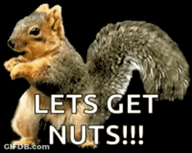 Dance Squirrel GIF