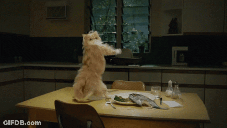 Dancing Animal Cat Butt Dance GIF