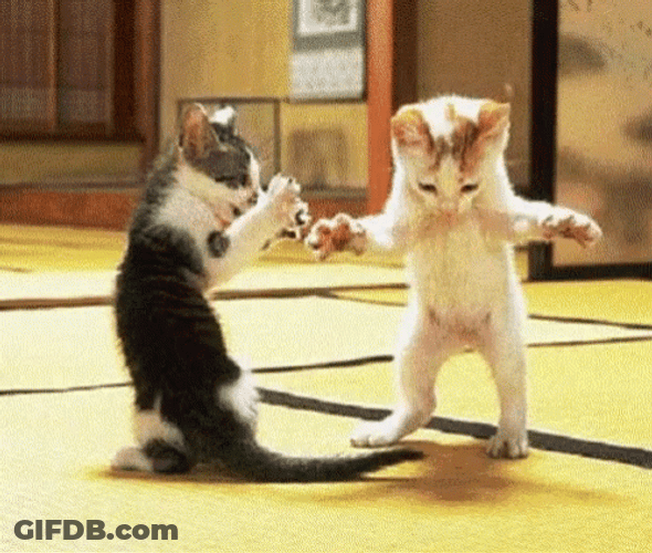 Dancing Animal Cats Grooving GIF