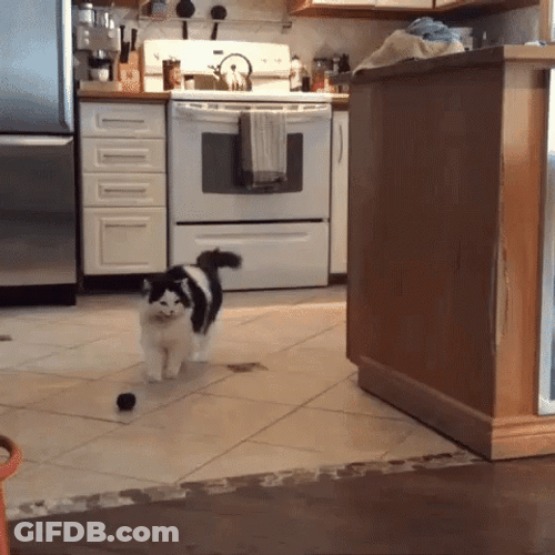 Dancing Animal Cute Cat Jumping GIF
