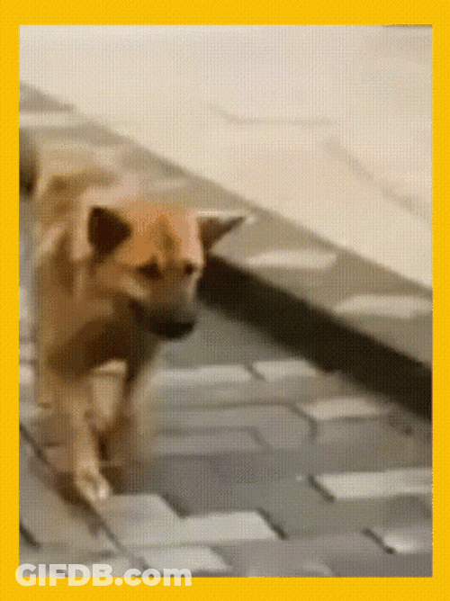 Dancing Animal Dog Walking GIF