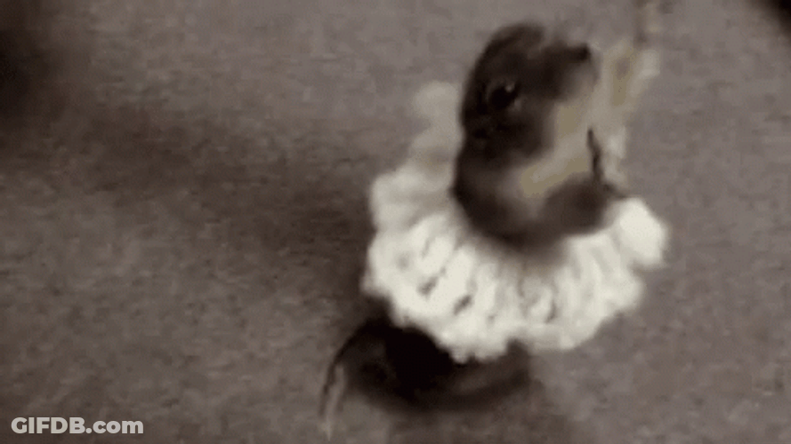 Dancing Animal Ferret Wears A Skirt GIF