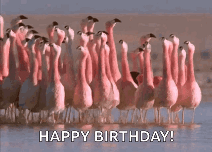 Dancing Animal Happy Birthday Flamingo GIF