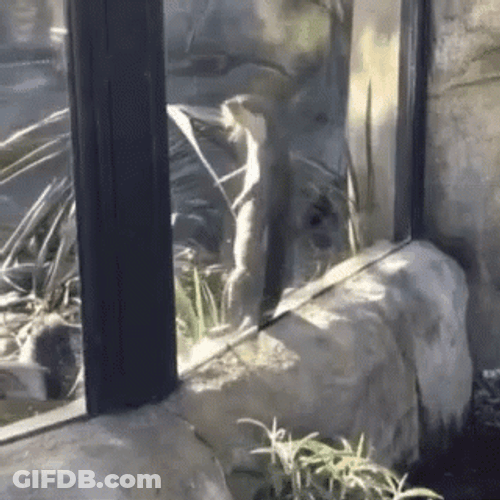 Dancing Animal In The Zoo GIF