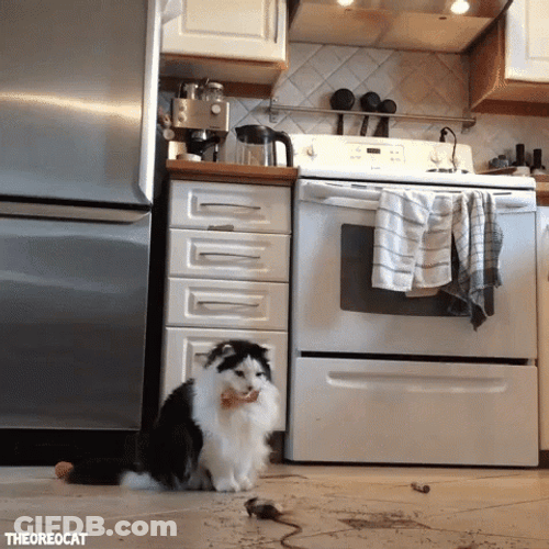 Dancing Animal Jumping Cat GIF