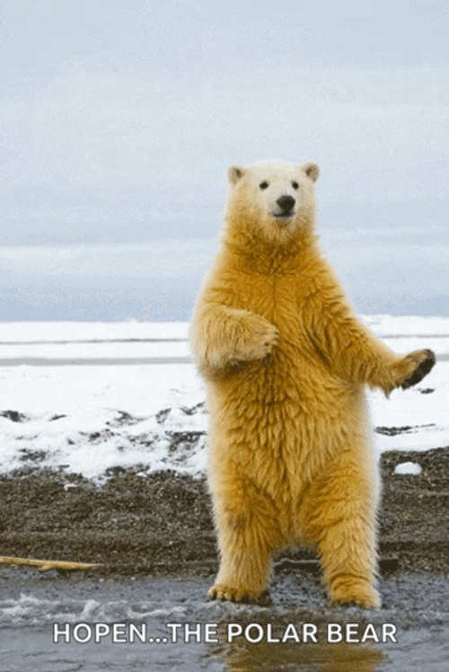 Dancing Animal Polar Bear GIF