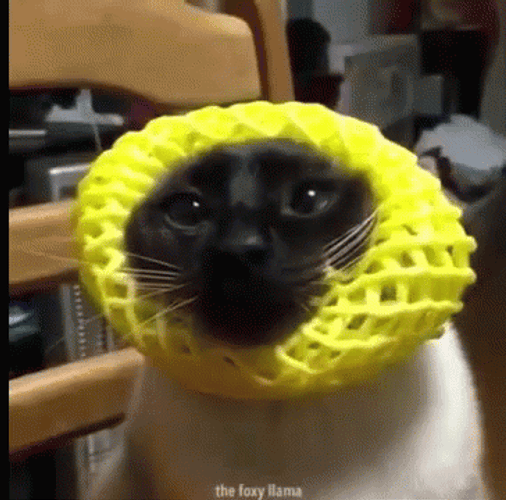 Dancing Animal The Foxy Cat GIF