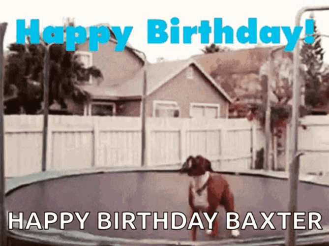 Dancing Animal Trampoline Jump Dog GIF