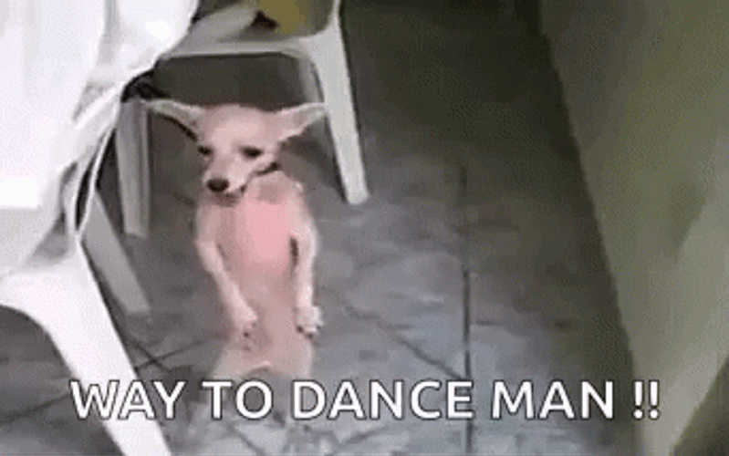 Dancing Animal Way To Dance Man GIF