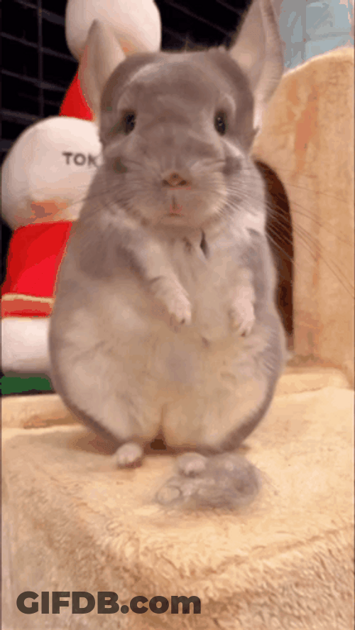 Dancing Animated Adorable Chinchilla GIF