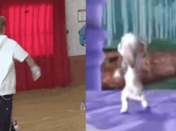 Dancing Barbie Dogs K-Pop Hopping Mash Up GIF