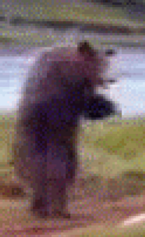 Dancing Bear Foot Shuffle GIF