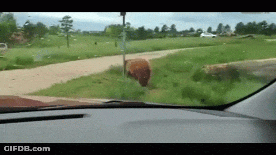 Dancing Bear Pole Scratch GIF