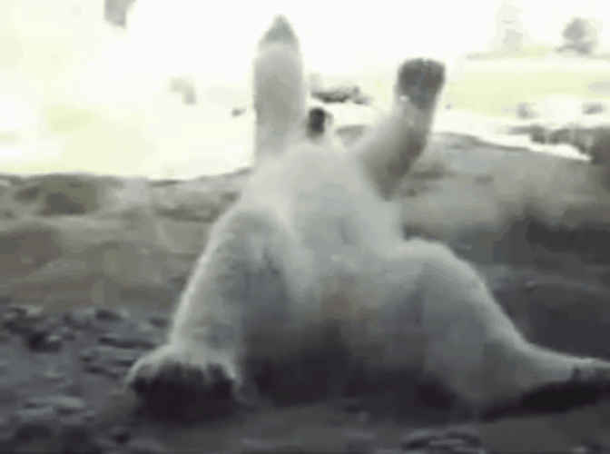 Dancing Bear Shoulder Shimmy GIF