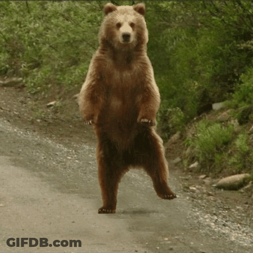 Dancing Bear Side To Side GIF
