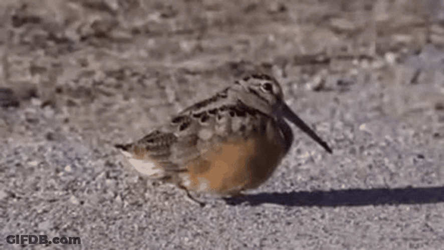 Dancing Bird American Woodcock GIF