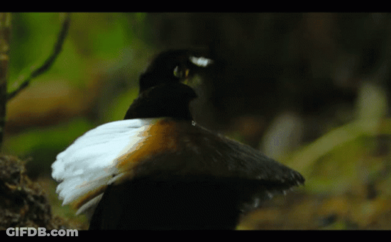 Dancing Bird Carola's Parotia GIF
