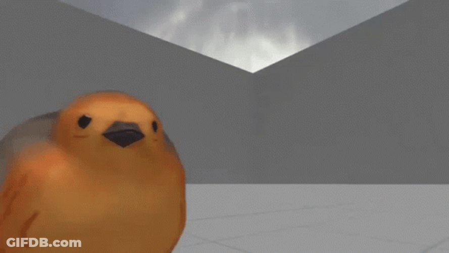 Dancing Bird European Robin Human Feet GIF