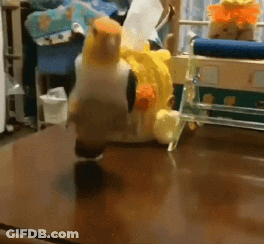 Dancing Bird Happy White-Bellied Parrot GIF