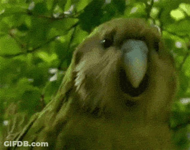 Dancing Bird Kākāpō Head Swing GIF