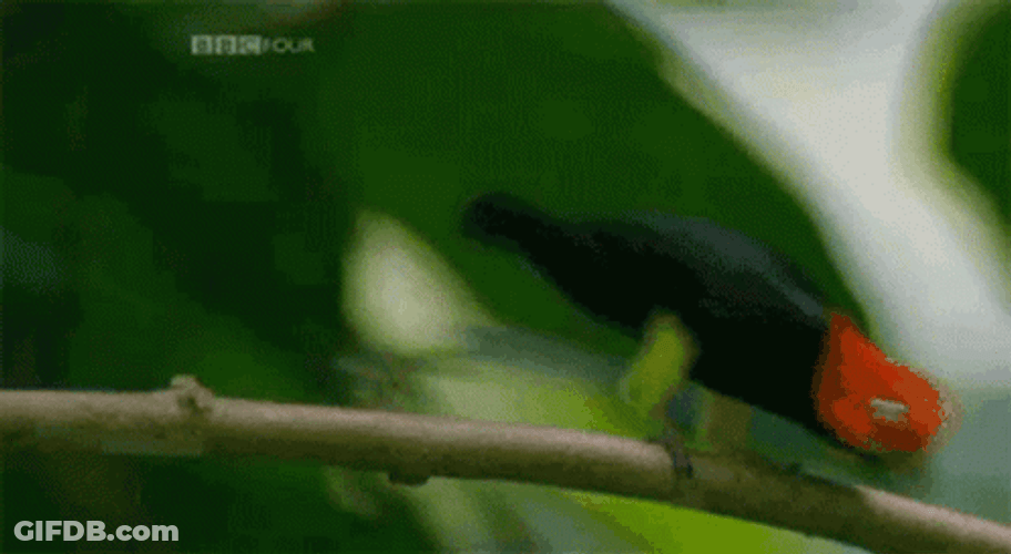 Dancing Bird Red-Capped Manakin GIF