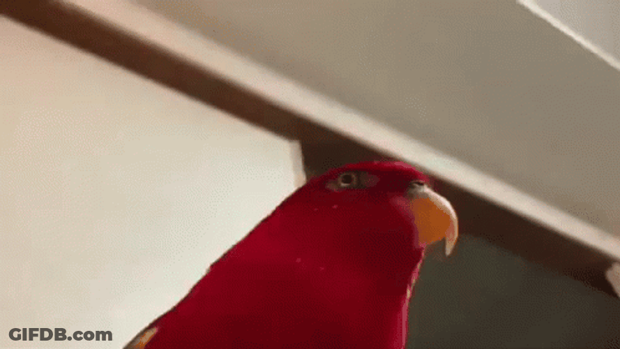 Dancing Bird Red Lory Stare GIF