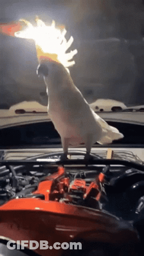 Dancing Bird Salmon-Crested Cockatoo GIF