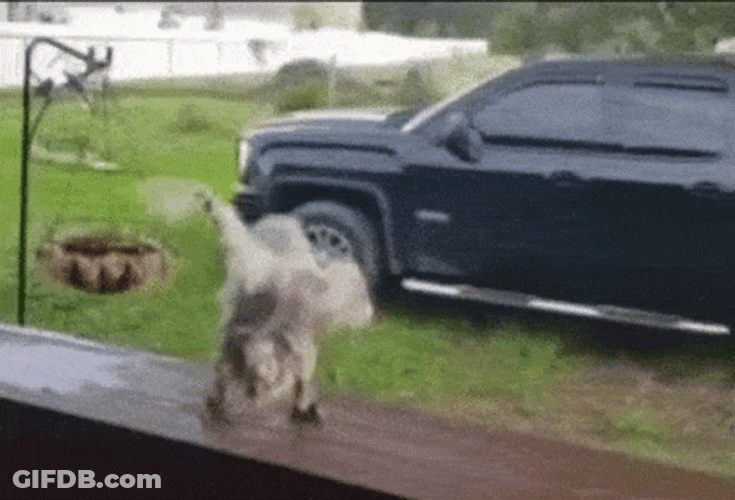 Dancing Bird Vibing GIF